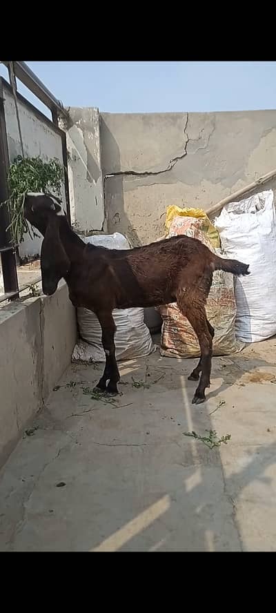 Nagri female goat kid available