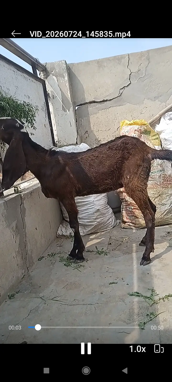 Nagri female goat kid available — photo 2