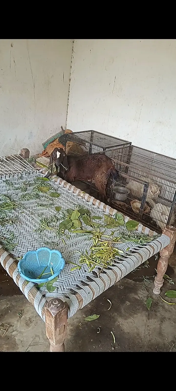 Nagri female goat kid available — photo 3
