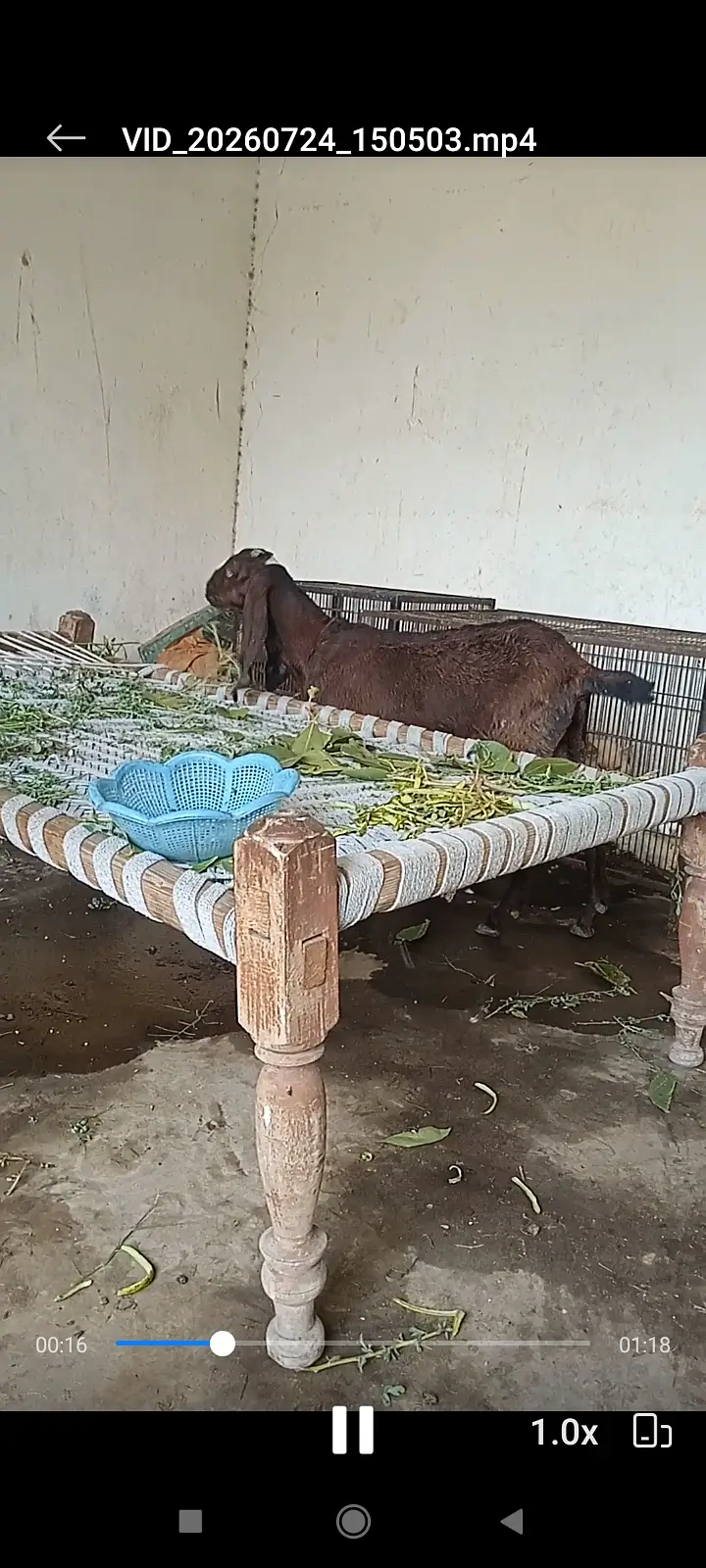 Nagri female goat kid available — photo 4