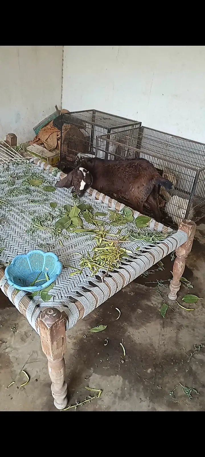 Nagri female goat kid available — photo 5