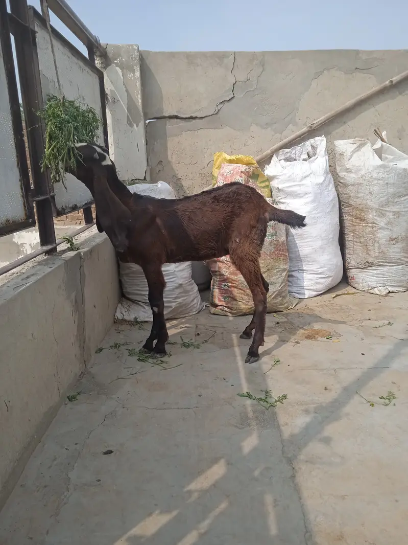 Nagri female goat kid available — photo 6