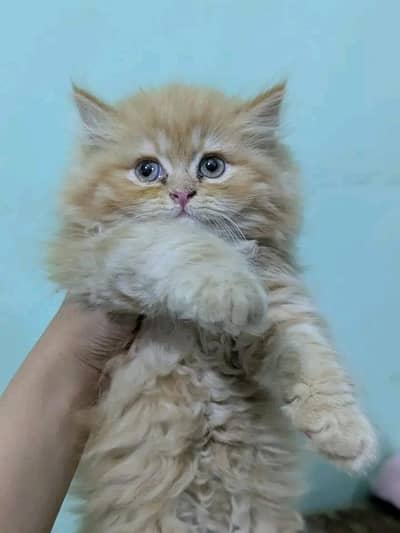 Cats | Persian | kittens |  Blue Eyes| 3 kot | o3480163063§:⁠-⁠$^⁠_⁠^