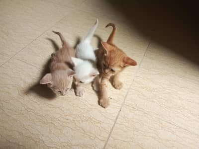 cat babies  Mother for sale