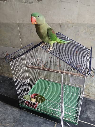 Bird's Cage for sale exchange option available