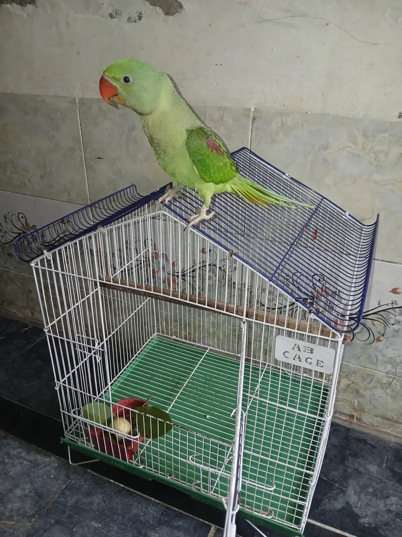 Bird's Cage for sale exchange option available — photo 2