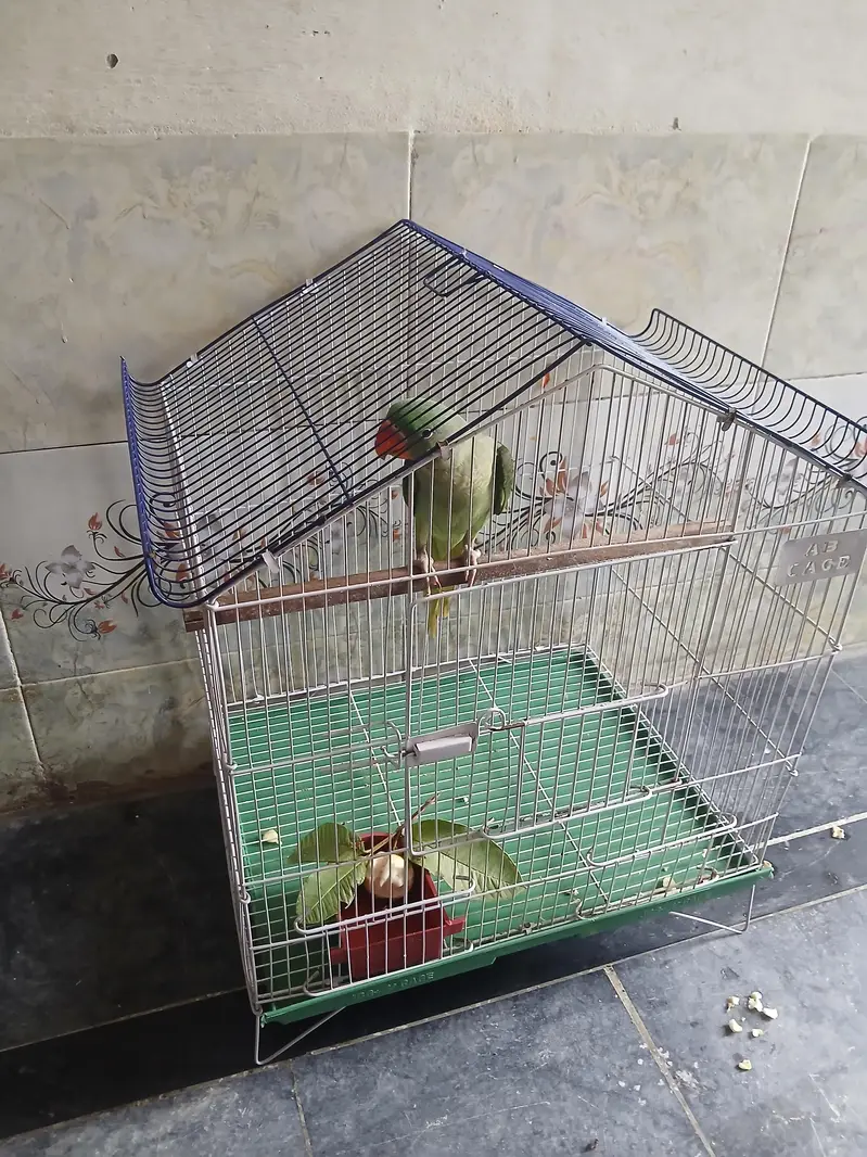 Bird's Cage for sale exchange option available — photo 3