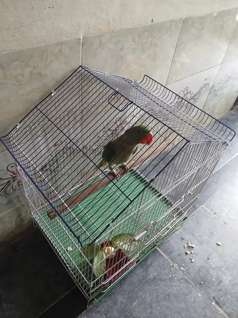 Bird's Cage for sale exchange option available — photo 4