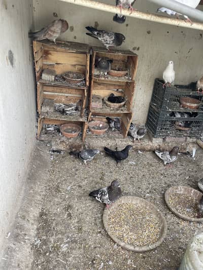 Kabli pigeon for sell