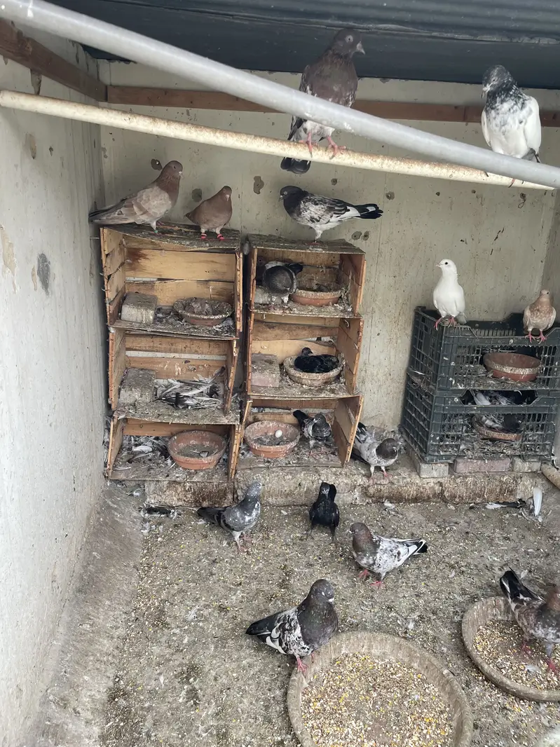 Kabli pigeon for sell — photo 2