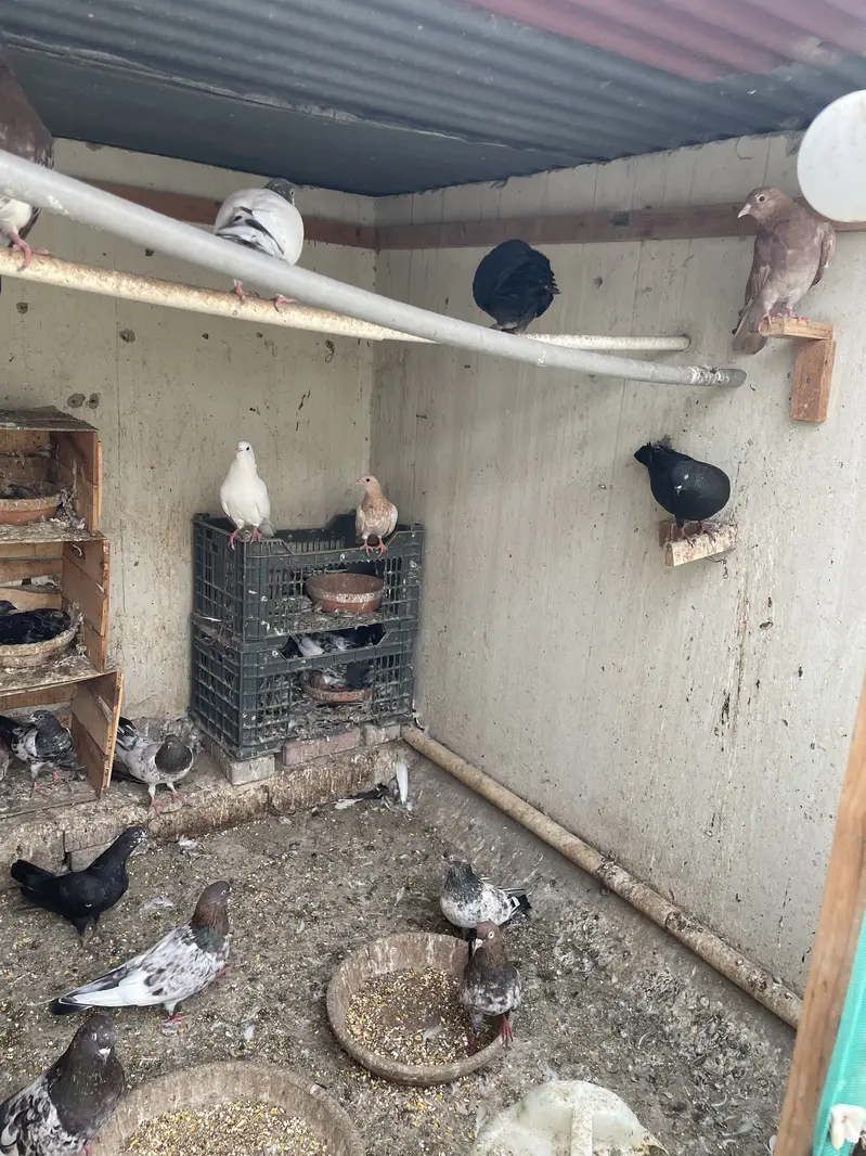 Kabli pigeon for sell — photo 3
