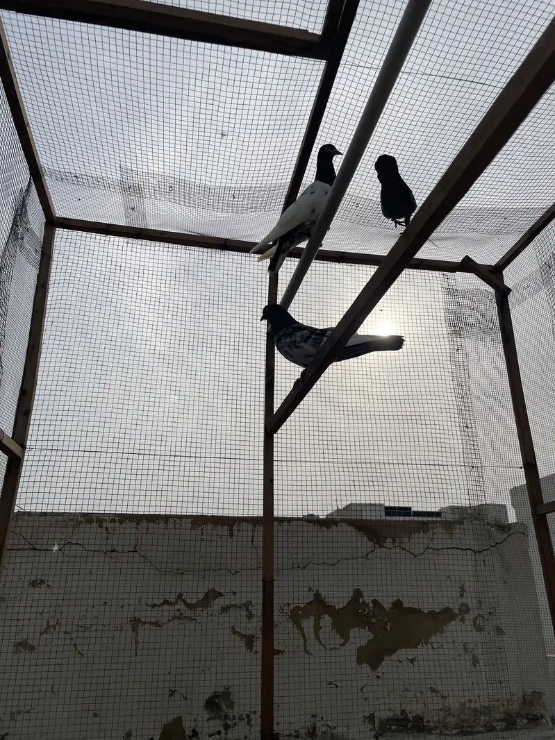 Kabli pigeon for sell — photo 4