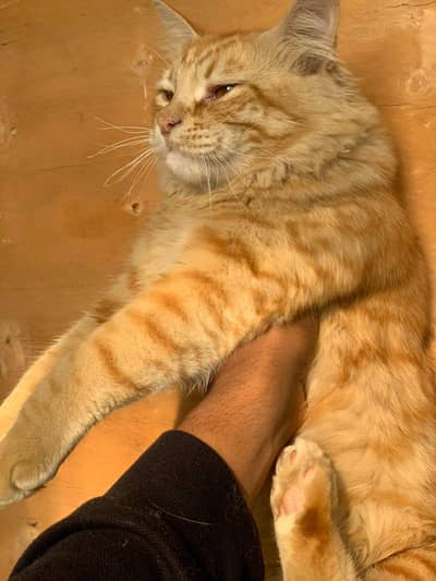 cat kitten for sell beautiful Golden friendly