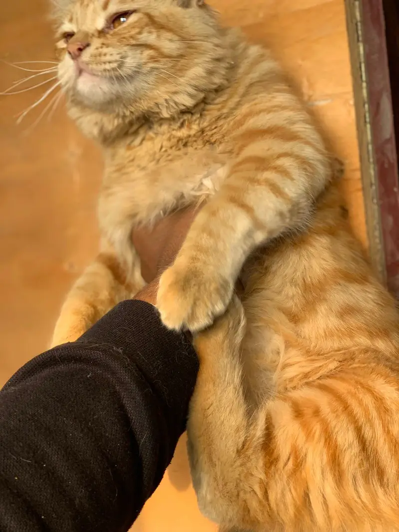 cat kitten for sell beautiful Golden friendly — photo 2