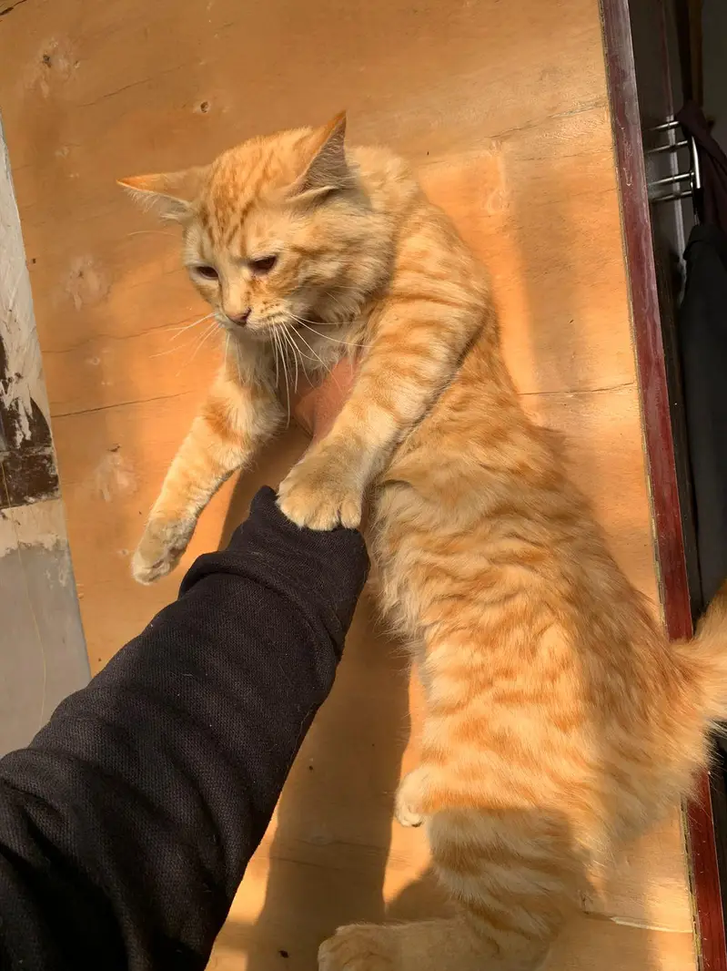 cat kitten for sell beautiful Golden friendly — photo 3