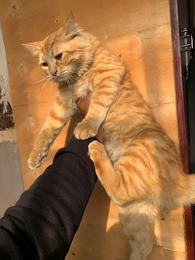 cat kitten for sell beautiful Golden friendly — photo 4