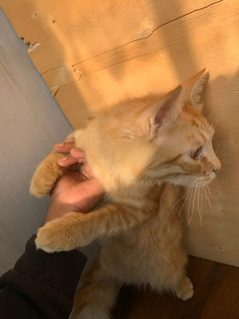 cat kitten for sell beautiful Golden friendly — photo 5