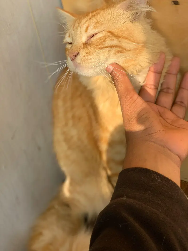 cat kitten for sell beautiful Golden friendly — photo 6