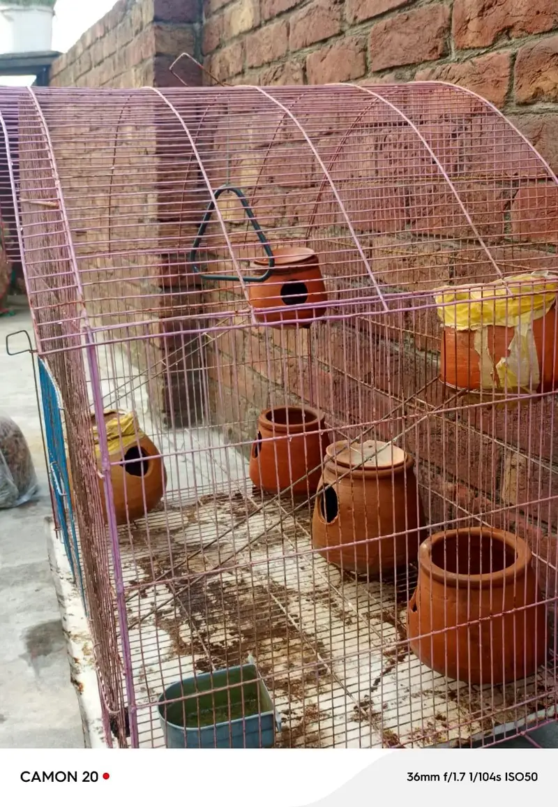 parrot cage Urgent for sale — photo 4