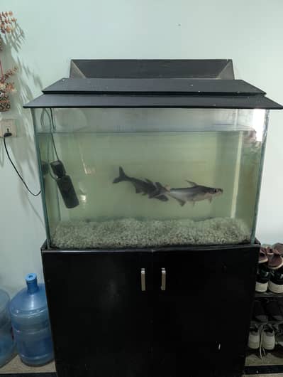 Aquarium for sale with fishes