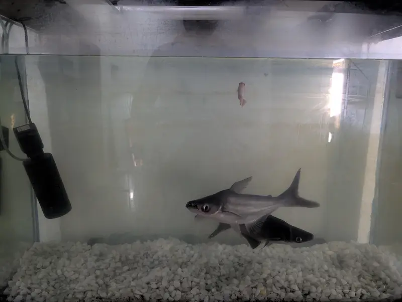 Aquarium for sale with fishes — photo 2