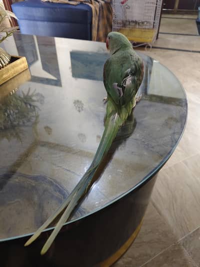 Beautiful and tame female for sale