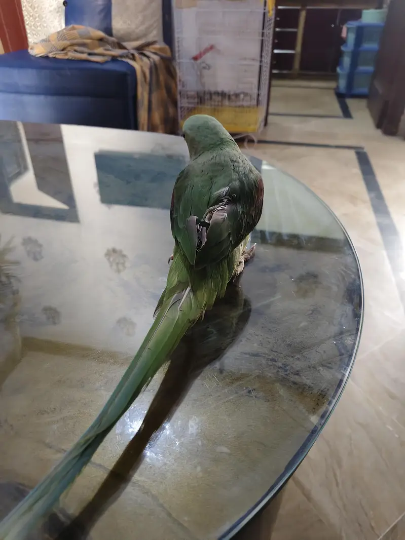 Beautiful and tame female for sale — photo 3