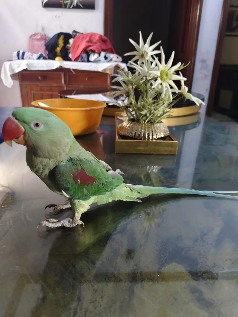 Beautiful and tame female for sale — photo 4
