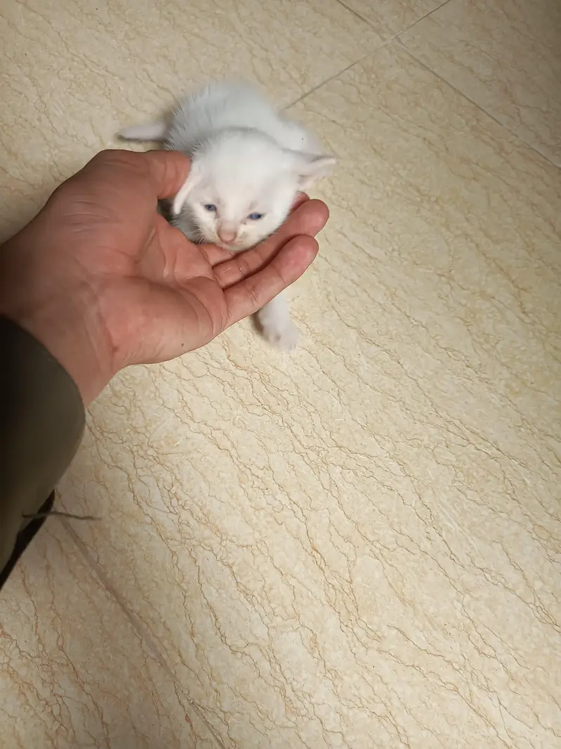 cat babies  Mother for sale — photo 2