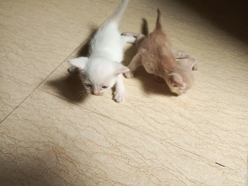 cat babies  Mother for sale — photo 3