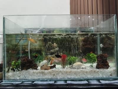 Aquarium with Fish
