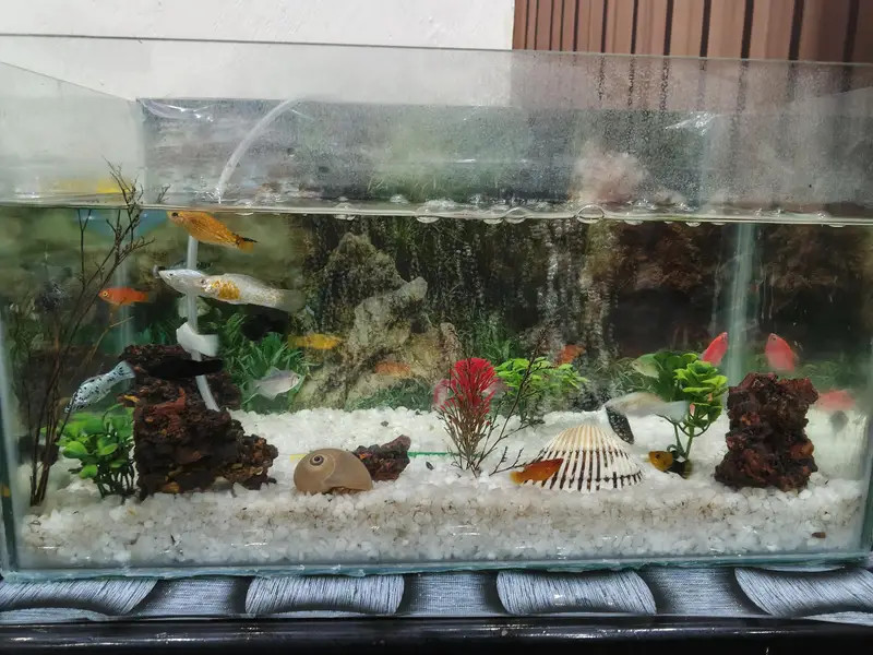 Aquarium with Fish — photo 2