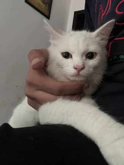 Persian cat