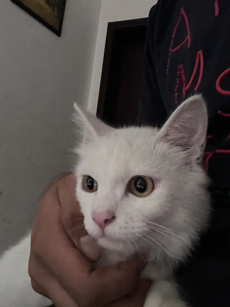 Persian cat — photo 2