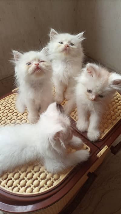 white Persian kittens available