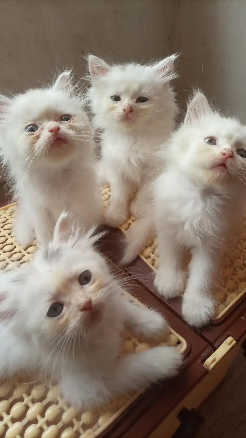 white Persian kittens available — photo 2