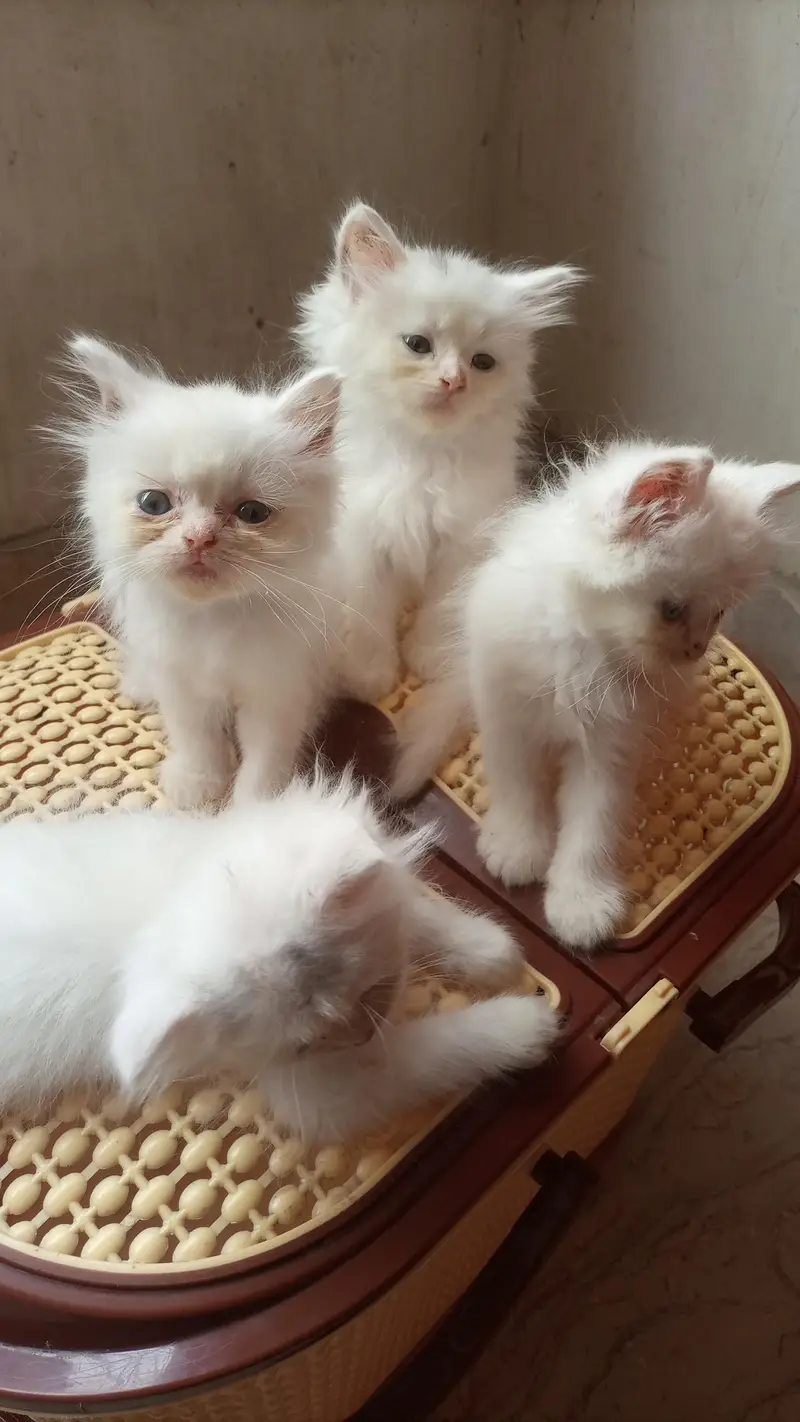 white Persian kittens available — photo 3