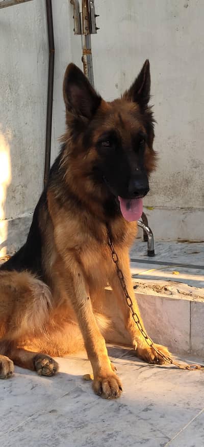 German shepherd female