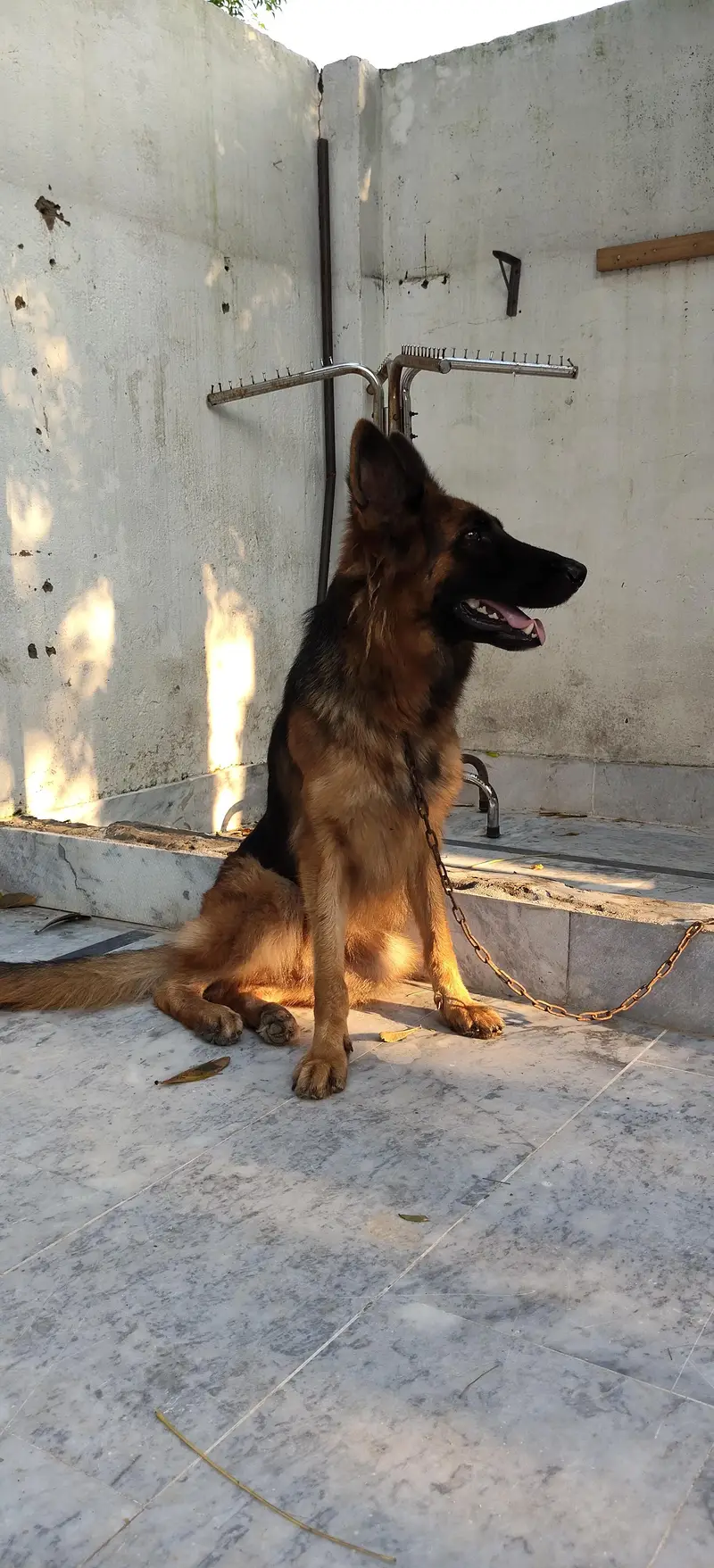 German shepherd female — photo 2