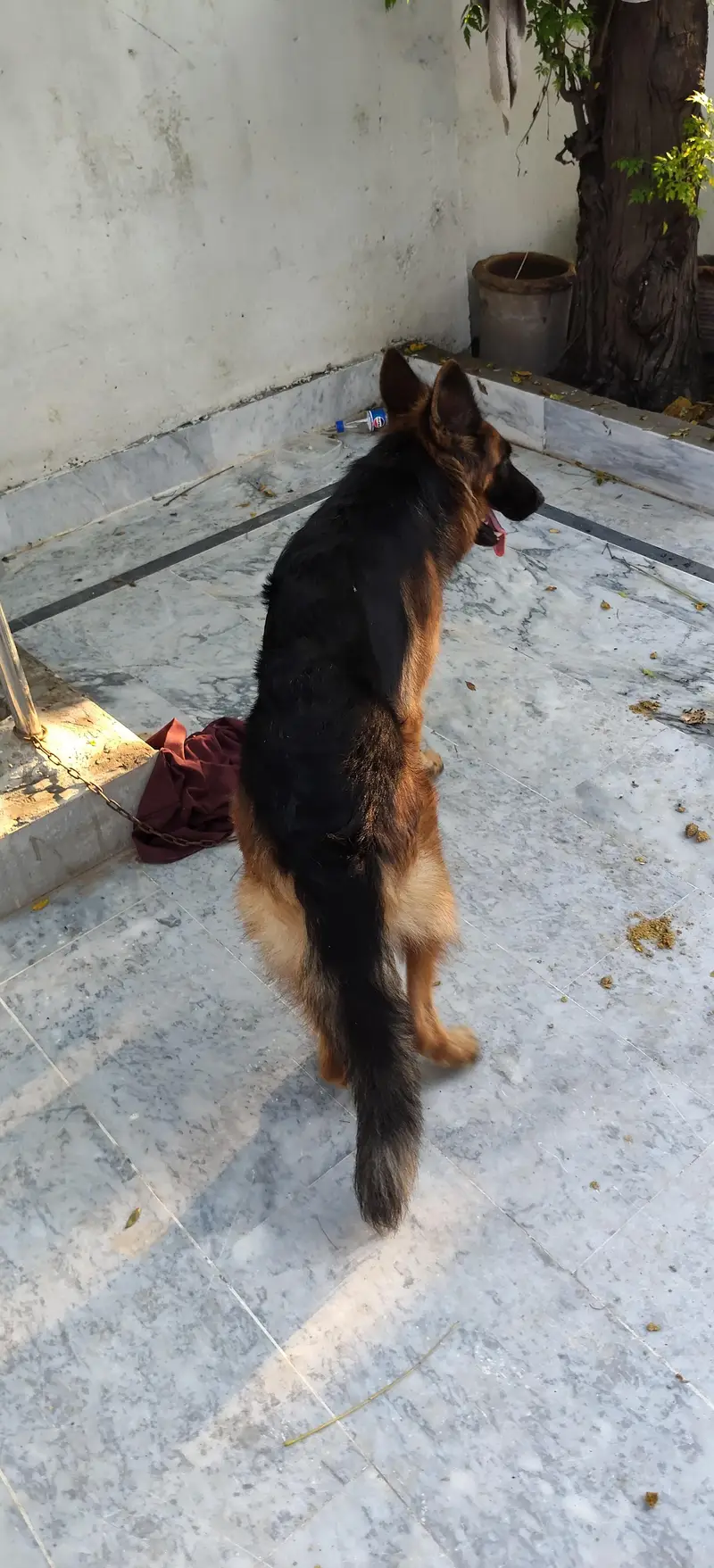 German shepherd female — photo 3