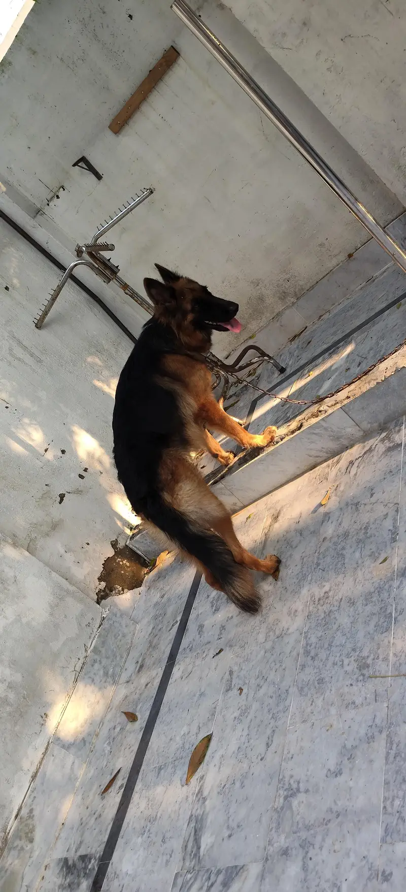 German shepherd female — photo 4