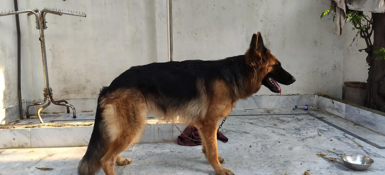 German shepherd female — photo 5