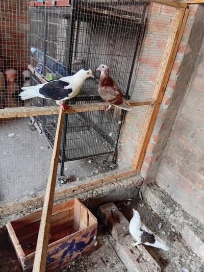 sherazi pigeons
