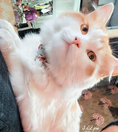 Cats han gar ki