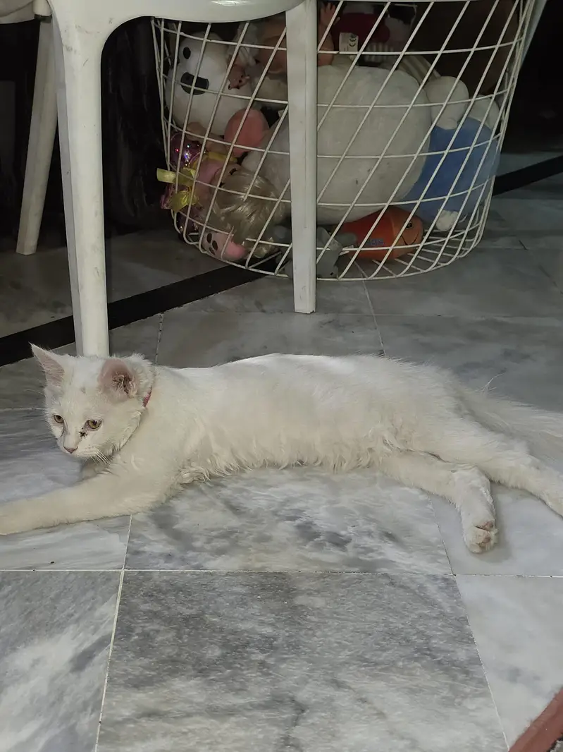 Cats han gar ki — photo 2