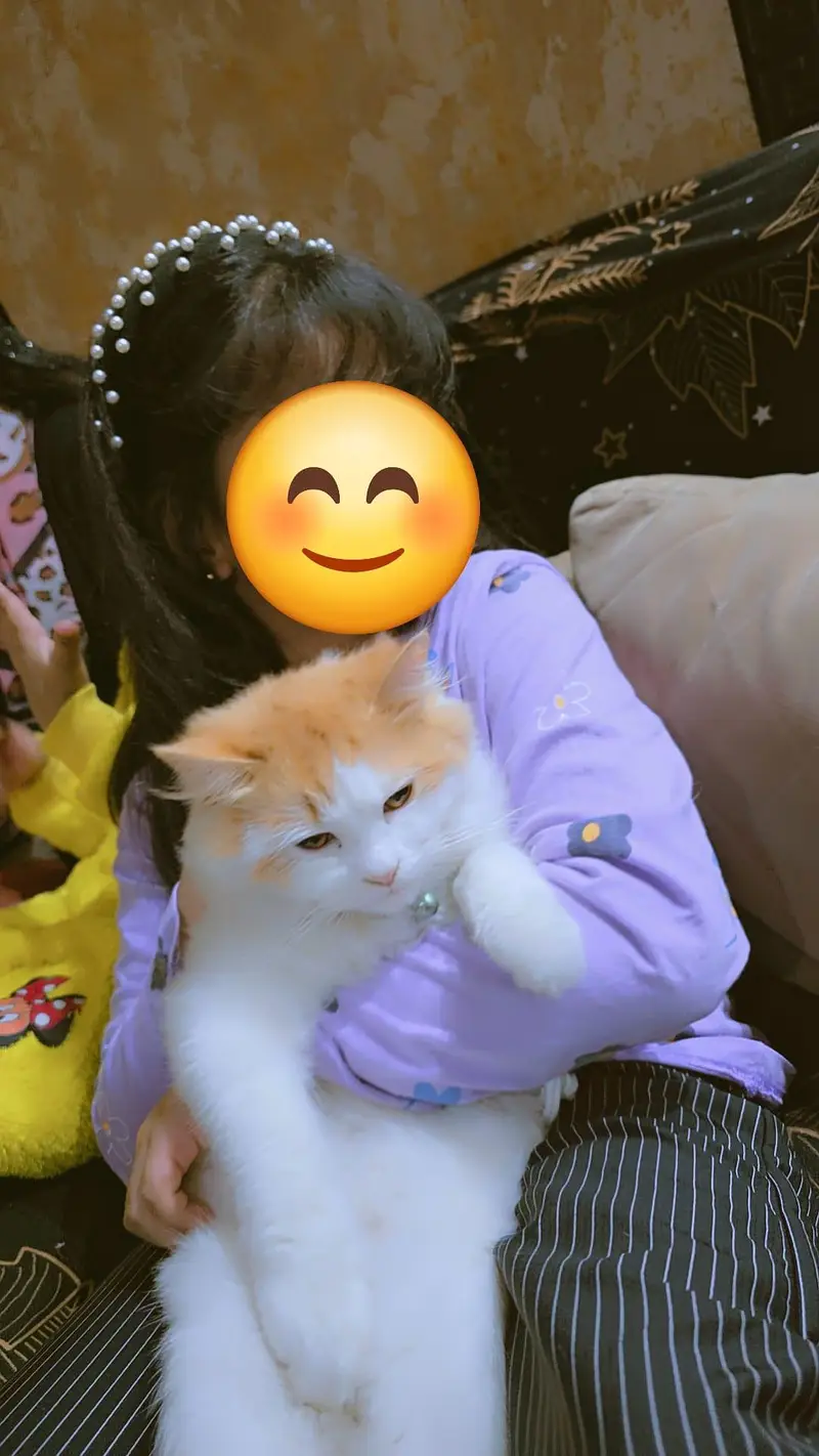 Cats han gar ki — photo 3