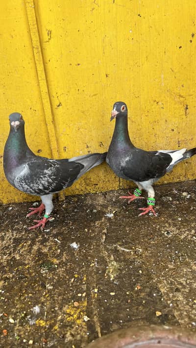Qasid Pigeon
