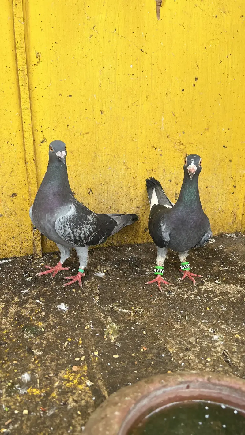 Qasid Pigeon — photo 2
