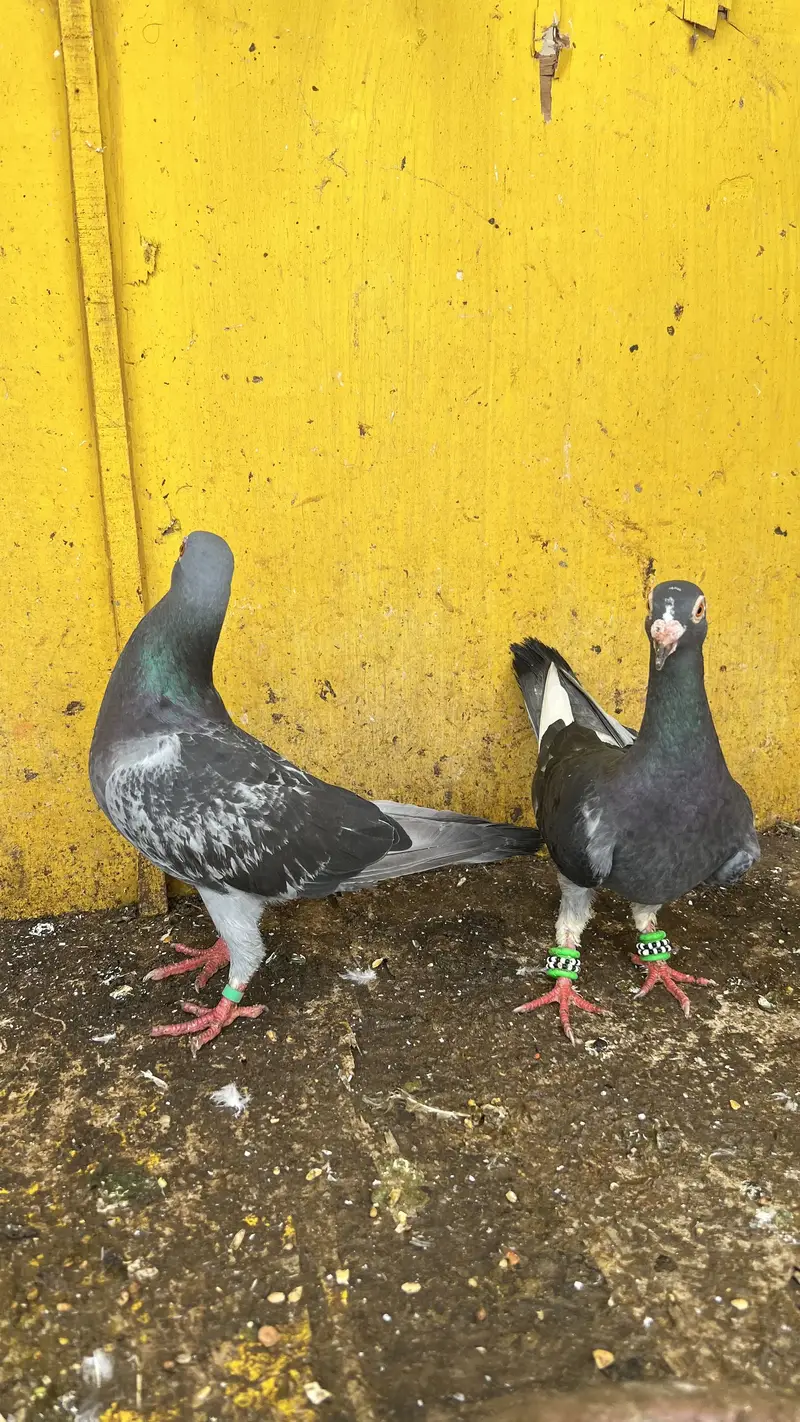 Qasid Pigeon — photo 3