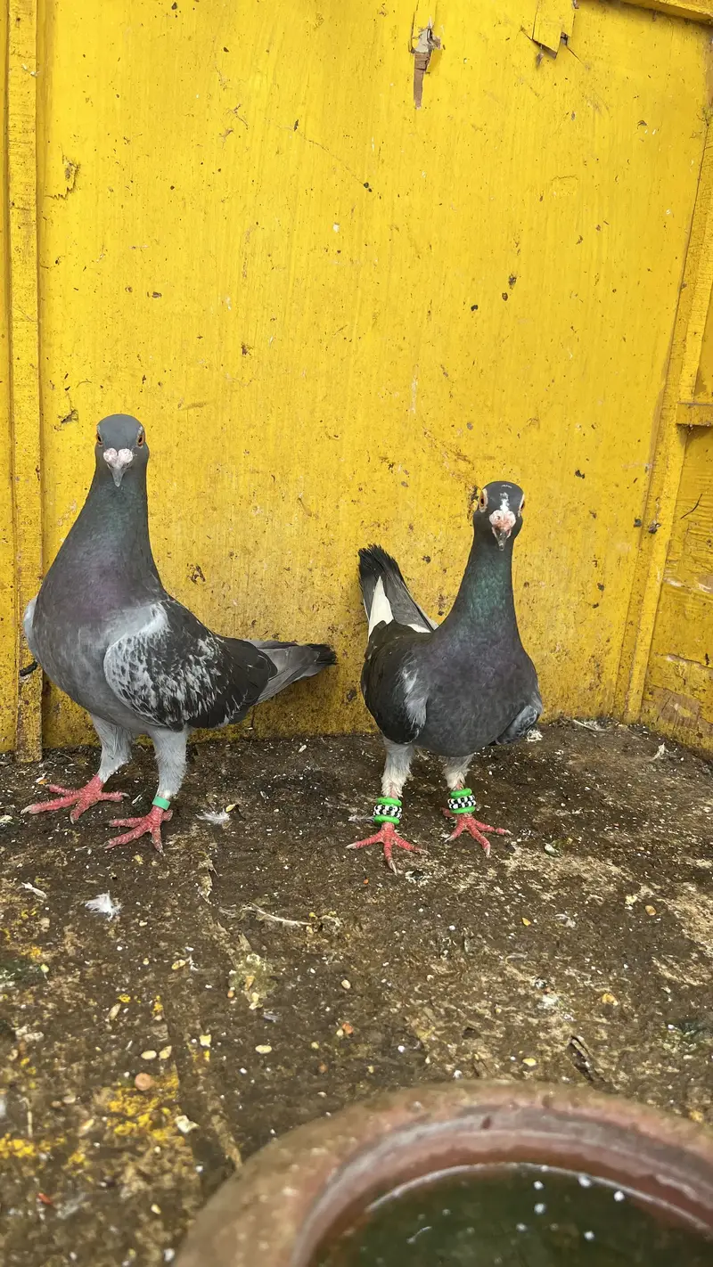 Qasid Pigeon — photo 4